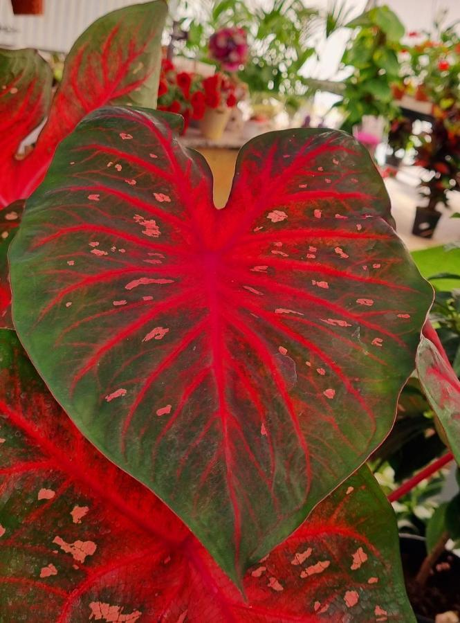La Villetta Tre Palme Valledoria  Ngoại thất bức ảnh